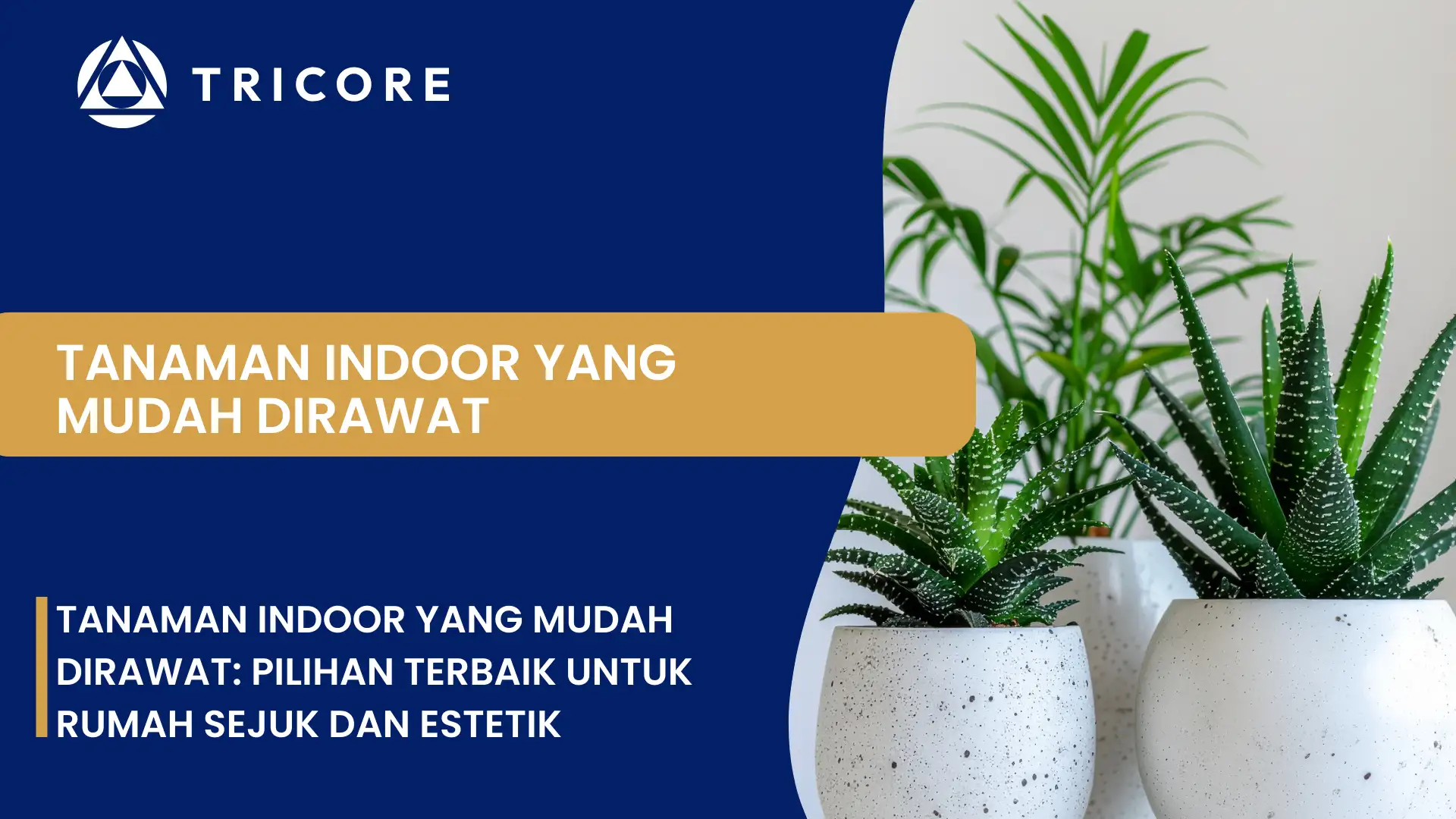 Tanaman Indoor yang Mudah Dirawat