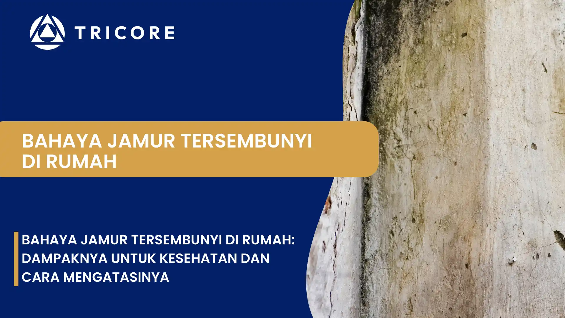 Bahaya Jamur Tersembunyi di Rumah