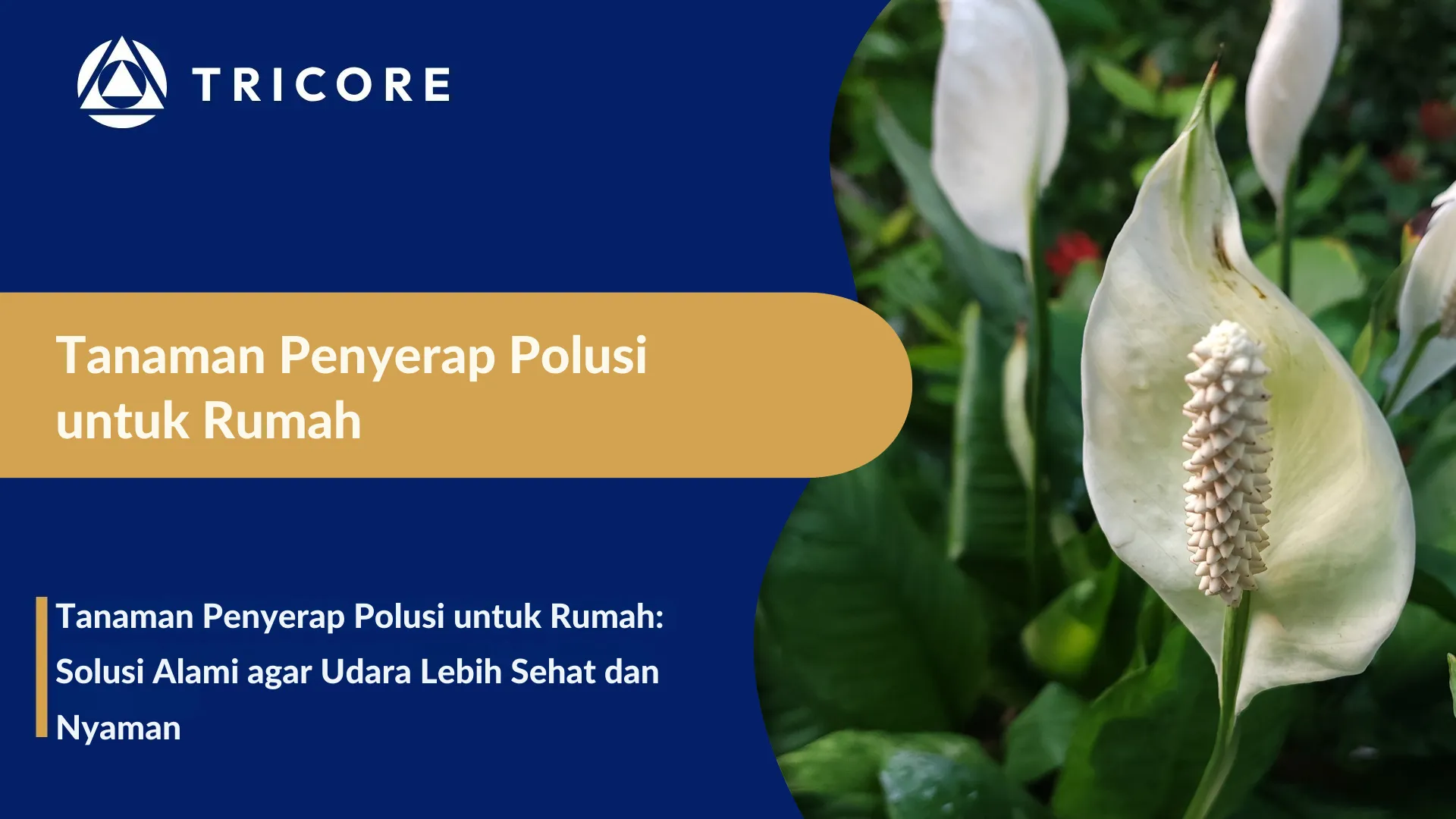 Tanaman Penyerap Polusi untuk Rumah